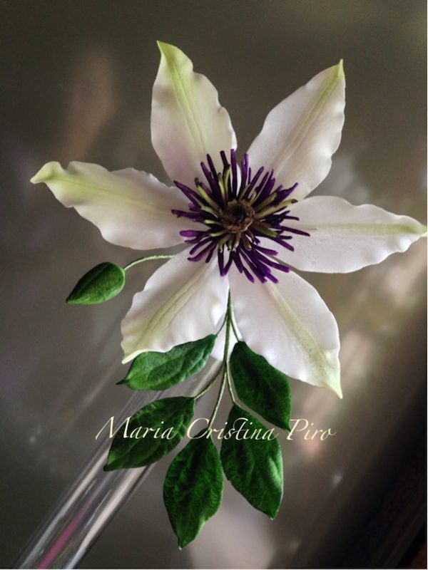 CLEMATIS FLORIDA